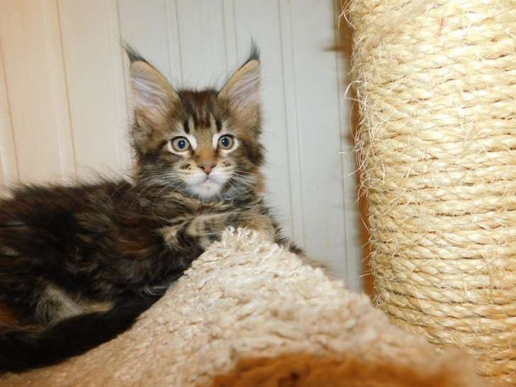 5 chatons Maine Coon disponibles