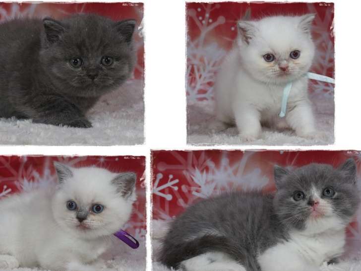 6 chatons British Shorthair à vendre