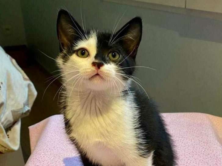 Chaton Noir Et Blanc A Adopter Petite Annonce Chat