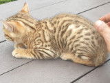 Chatons de type Bengal à vendre (1 femelle & 1 mâle)