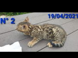 Chatons de type Bengal à vendre (1 femelle & 1 mâle)