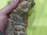 Chatons de type Bengal à vendre (1 femelle & 1 mâle)