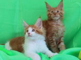 A r&eacute;server, magnifiques Chatons Maine Coon LOOF