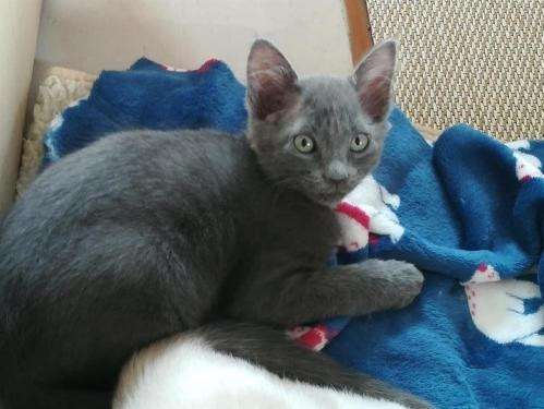 Chaton Femelle Europeen Gris Cherche Sa Famille D Adoption Petite Annonce Chat Chaton Femelle Europeen Gris Cherche Sa Famille D Adoption Petite Annonce Chat