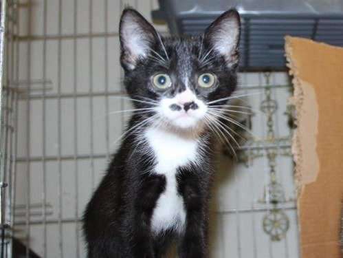 Chaton Femelle Europeen Noire A Adopter Avec Sa Sœur Petite Annonce Chat