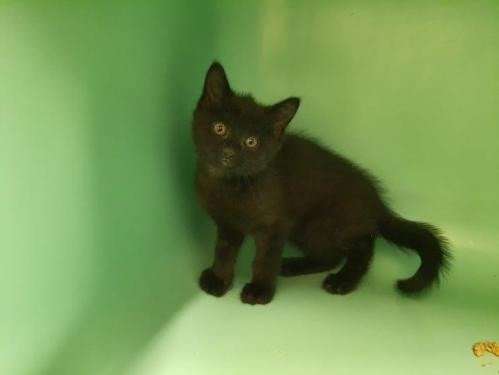 Chaton Male Europeen Noir Desire Trouver Sa Famille D Adoption Petite Annonce Chat Chaton Male Europeen Noir Desire Trouver Sa Famille D Adoption Petite Annonce Chat