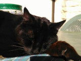 A adopter : Pépère, mâle noir âgé de 5 ans