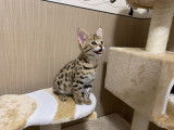 Chatons Savannah F1 à vendre