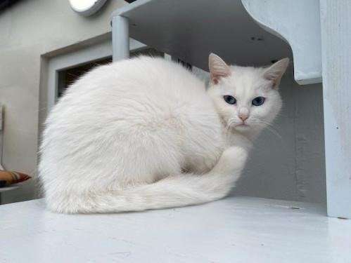Jeune chatte blanche disponible à l’adoption