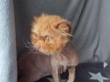 Chat Persan roux à placer
