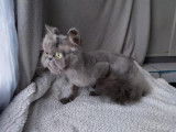 Chat Persan gris à placer