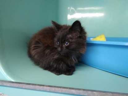 Chaton Noir Au Poil Mi Long A Placer Petite Annonce Chat