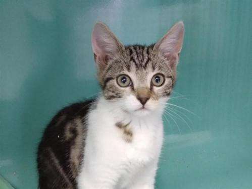 Chaton Tigre Et Blanc A Placer Petite Annonce Chat Chaton Tigre Et Blanc A Placer Petite Annonce Chat