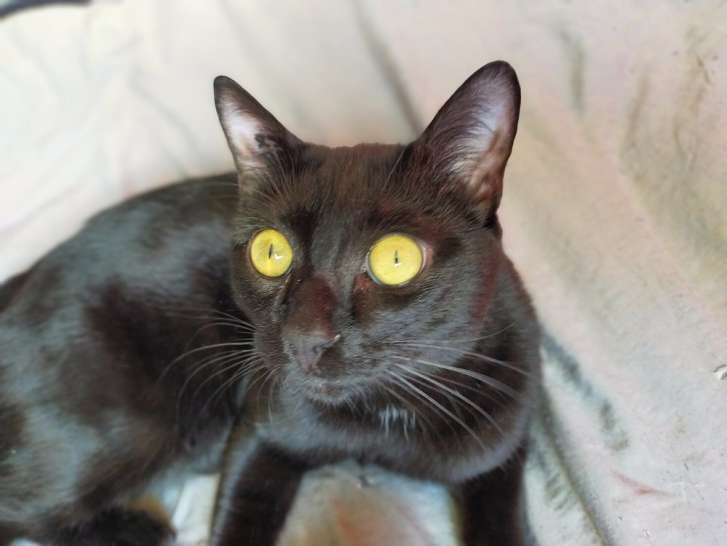 Baguerra,9 mois, cherche un bon foyer