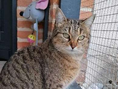 A adopter : Kira, femelle tigrée âgée de 7 ans