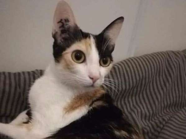 A adopter : Petunia, femelle âgée de deux ans
