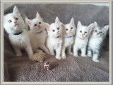 Les 6 chatons