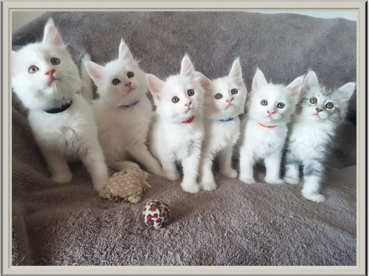 Les 6 chatons