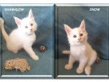 Magnifiques chatons Maine Coon LOOF à réserver