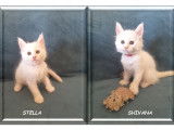 Magnifiques chatons Maine Coon LOOF à réserver