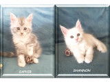 Magnifiques chatons Maine Coon LOOF à réserver
