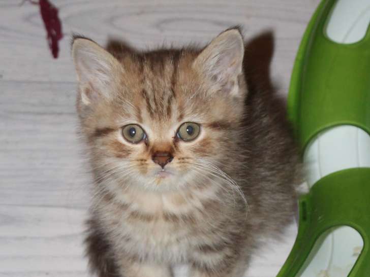 4 chatons British Shorthair à vendre (4 Mâles)