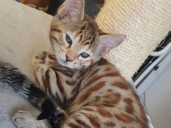 A vendre : 4 chatons femelles de type Bengal non LOOF