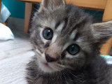 Chat gris tigré à placer