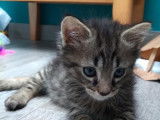 Chat gris tigré à placer