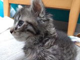 Chat gris tigré à placer