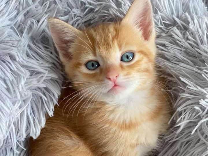 Adorable chaton roux à placer