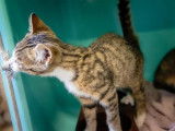 Chaton tigré et blanc à placer