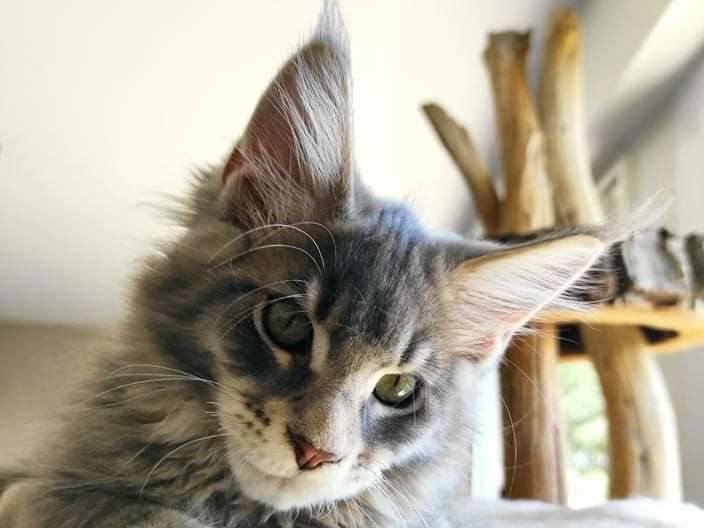 Chaton Maine coon LOOF à vendre