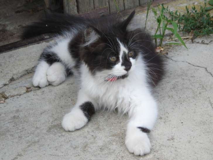Chaton femelle à donner