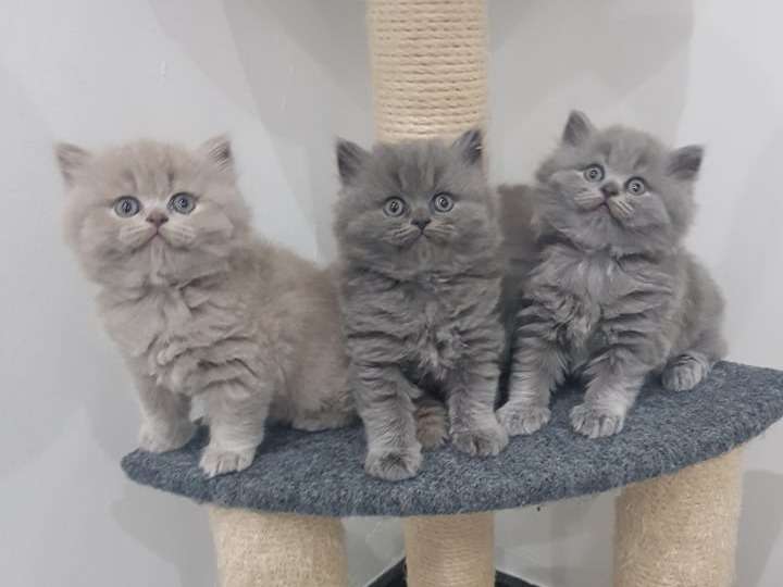 3 Magnifiques chatons Brtisih longhaire à vendre