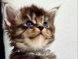 Chatons Maine coon LOOF &agrave; vendre