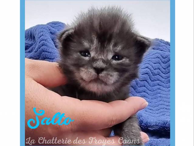 Chatons Maine Coon Loof A Vendre Petite Annonce Chat