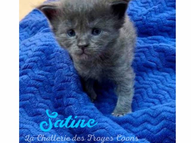 Chatons Maine Coon Loof A Vendre Petite Annonce Chat