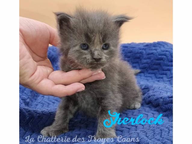 Chatons Maine Coon Loof A Vendre Petite Annonce Chat
