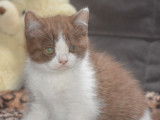 Chatons de type Scottish ou Higland Straight &agrave; vendre