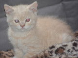 Chatons de type Scottish ou Higland Straight &agrave; vendre