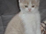 Chatons de type Scottish ou Higland Straight &agrave; vendre