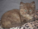 Chatons de type Scottish ou Higland Straight &agrave; vendre