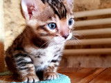 Chaton bengal