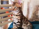 Chaton bengal