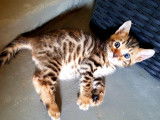 Chaton bengal