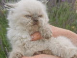 Chatons British Longhair disponibles