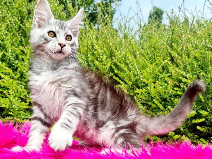 Magnifiques chatons Main Coon LOOF à vendre