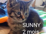 Chatons de type Européen à vendre (2 mâles)