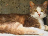 Mâle blanc et gris (3 ans) disponible pour adoption
